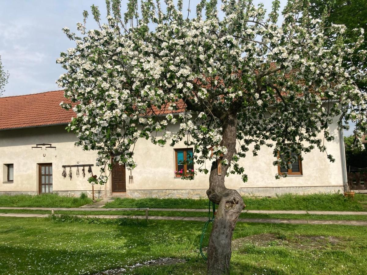 Prijemny Apartman Se Zahradou Ostresany 외부 사진